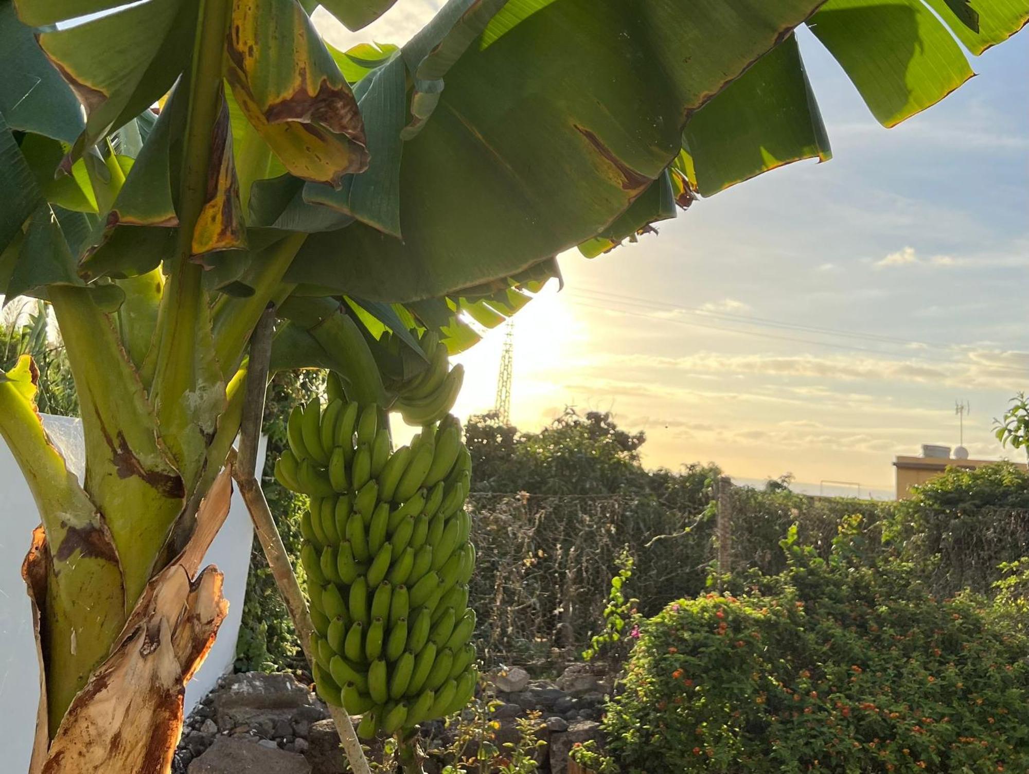 Un Paraiso En Tenerife Vila Punta Del Hidalgo Exterior foto